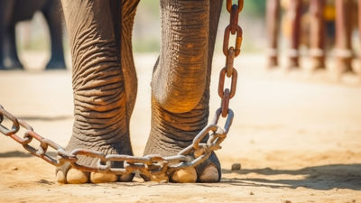 Wild animals are suffering in Bali wildlife parks, says World Animal Protection.
