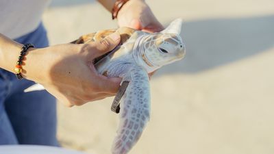 Banyan Tree has helped with turtle conservation across four countries.