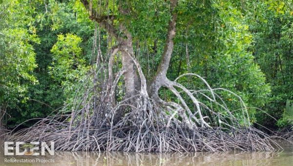 Park Hotel Group will plant a tree with every room booking made. Park Hotel Group will plant a tree with every room booking made.