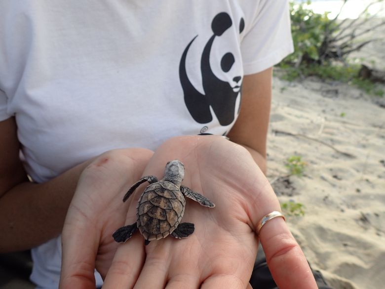 A baby hawksbill turtle.