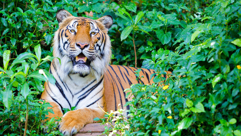 Hear them roar: South Korea to open Asia's largest 'tiger forest'  development: Travel Weekly Asia