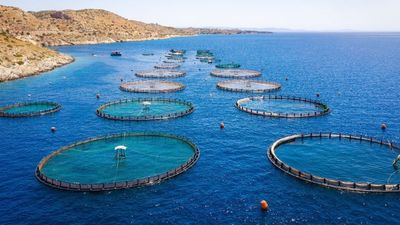 MOHG's responsible sourcing initiative includes 100% compliance by end-2022 for seafood, vanilla, cocoa, among others.
