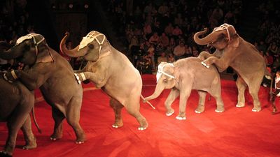 World Animal Protection says some travel companies are not doing enough to ban sales of captive animal entertainment.