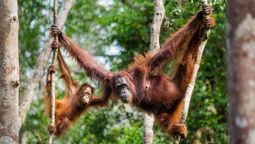 Contiki’s Borneo Adventure offers a nine-day wildlife experience, featuring orangutans, pygmy elephants, and turtle watching, while supporting sustainable tourism and animal sanctuaries in Borneo’s unique habitats.