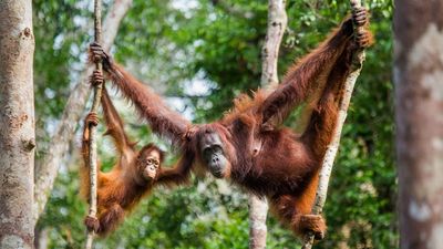 Contiki’s Borneo Adventure offers a nine-day wildlife experience, featuring orangutans, pygmy elephants, and turtle watching, while supporting sustainable tourism and animal sanctuaries in Borneo’s unique habitats.