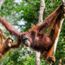Contiki goes wild with new adventures in Asia
