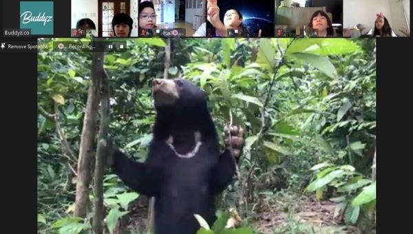 Buddyz’s Sabah Virtual Safari experience is a favourite among families, as a local conservationist is at hand to answer questions from children in real time.