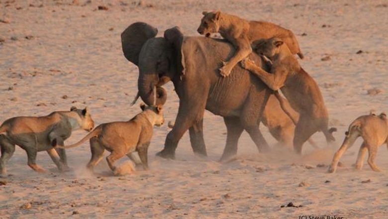 Heroic Battle: Elephant wins versus 14 Lions: Travel Weekly Asia