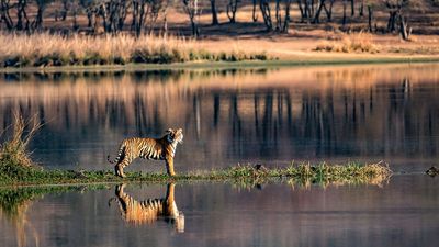Officials say the system has the potential to reduce both human casualties and livestock losses while easing tensions between local communities and wildlife.