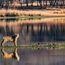 Artificial intelligence is keeping India’s tigers at bay