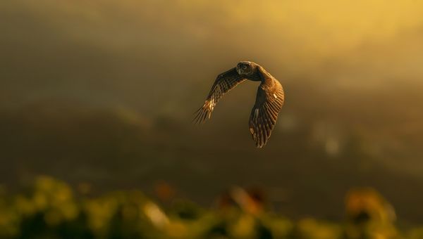 Elusive birds do not appear on cue, says Apiq, which is why a lot depends on “patience and sheer luck”.