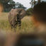 A&K zooms in up close to the animals