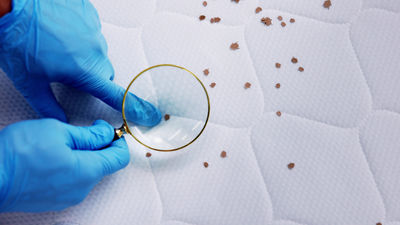 South Korea has been grappling with an outbreak of bed bugs, but authorities believe they have successfully overcome the infestation.
