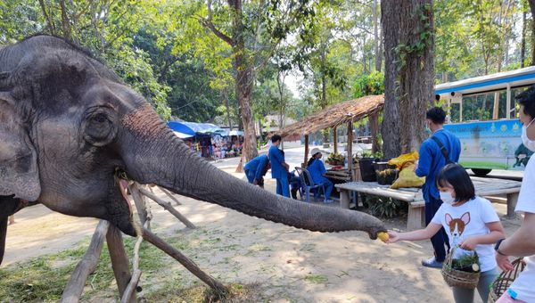 Instead of passing judgement on elephant tours, Klook has revised policies to advocate better processes among the locals.