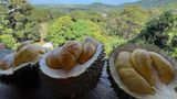 Penang allows visitors to enjoy durians within hours of falling from the tree – a freshness difficult to replicate in other parts of Malaysia