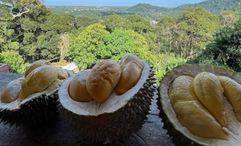 Penang allows visitors to enjoy durians within hours of falling from the tree – a freshness difficult to replicate in other parts of Malaysia