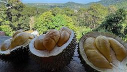 Penang allows visitors to enjoy durians within hours of falling from the tree – a freshness difficult to replicate in other parts of Malaysia
