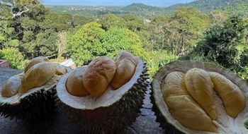 Penang allows visitors to enjoy durians within hours of falling from the tree – a freshness difficult to replicate in other parts of Malaysia
