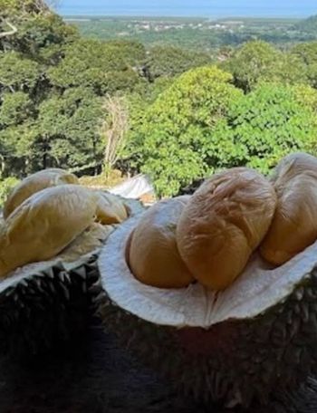 Penang allows visitors to enjoy durians within hours of falling from the tree – a freshness difficult to replicate in other parts of Malaysia