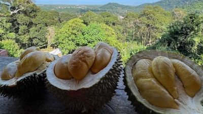 Penang allows visitors to enjoy durians within hours of falling from the tree – a freshness difficult to replicate in other parts of Malaysia