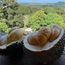 Why are visitors flocking to Penang for durians?