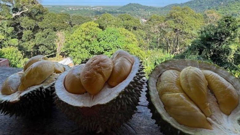 Penang allows visitors to enjoy durians within hours of falling from the tree – a freshness difficult to replicate in other parts of Malaysia