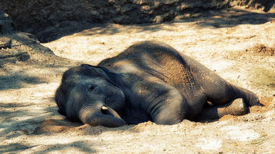 Travel agents are being urged to stop selling elephant rides.