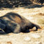 Intrepid co-founder admits, ‘We didn’t know’ about elephant cruelty