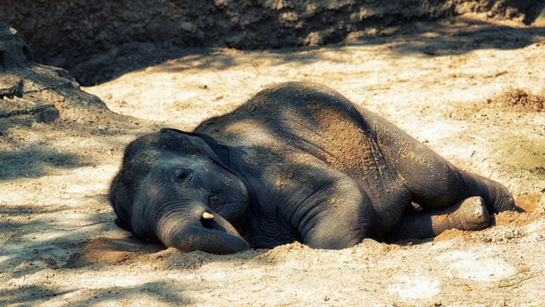 Travel agents are being urged to stop selling elephant rides.
