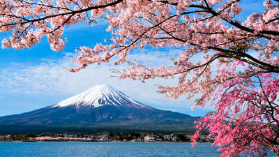 Cherry blossom is a big Easter attraction for travellers
