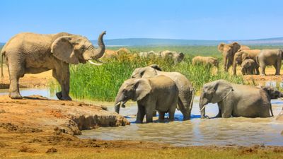 Indaba is a key event in the promotion of tourism to South Africa.