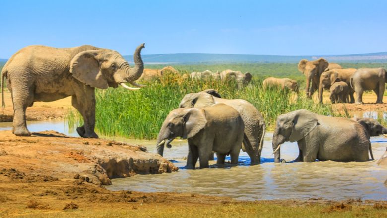 Indaba is a key event in the promotion of tourism to South Africa.