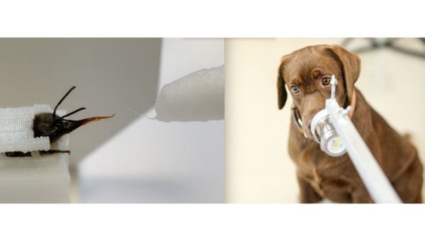 Bees and canines roped in to Covid-19 detection work too.