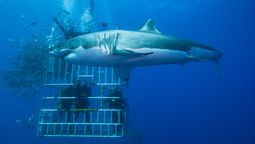 Tripadvisor sold more than 1,636 shark-diving experiences in 2022.