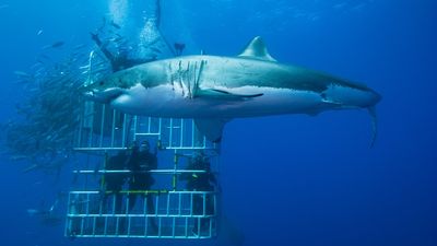 Tripadvisor sold more than 1,636 shark-diving experiences in 2022.