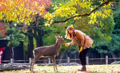 Japan is one of the top destinations for affluent Thai travellers.