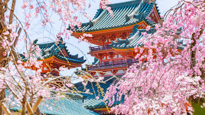The cherry blossom season has given another boost to the Japanese economy.