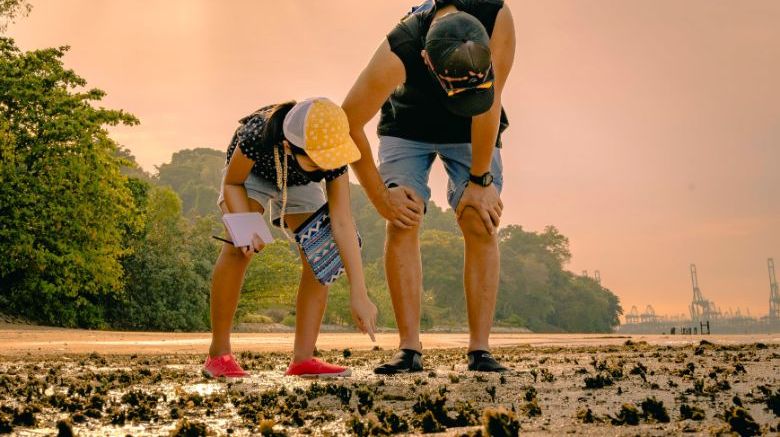 Sentosa Intertidal Exploration Programme brings visitors to a unique coastal habitat on a 1.5-hour guided tour that allows them to spot corals, gobies, swimmer crabs and more.