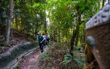 The 1.5-hour guided tour of Sentosa’s Immersive Rainforest Rails offers visitors an educational journey of the island’s lesser-known flora.