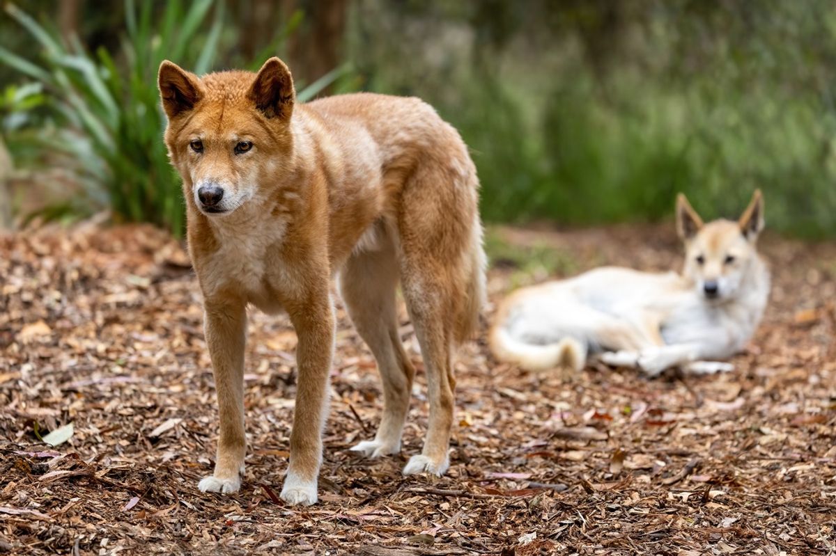 Dingo, Australian wild dog