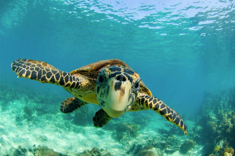 ezxturtles071019a ezxturtles071019a