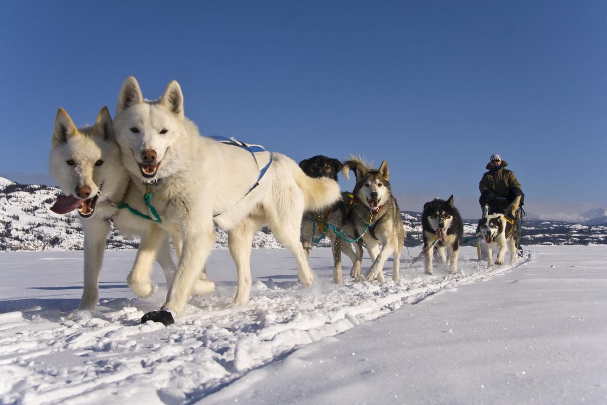 why do dog sled drivers say mush