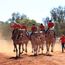 澳洲原住民旅行度假集团公布2016年乌鲁鲁年度活动计划