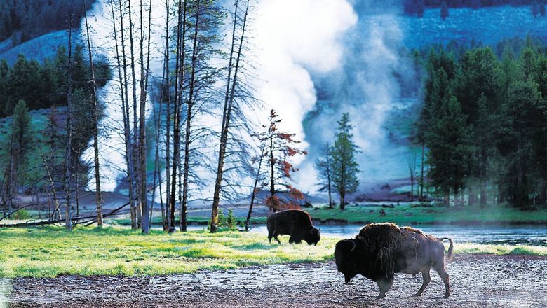 Survey Finds Yellowstone Favorite National Park