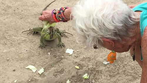 Dispatch, St. Martin: Feeding iguanas and other fun activities