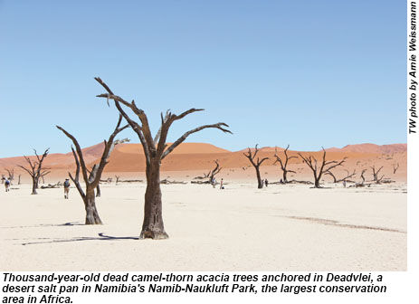 Deadvlei salt pan in Namib-Naukluft Park