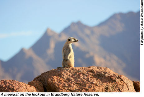 Meerkat in Brandberg Nature Reserve