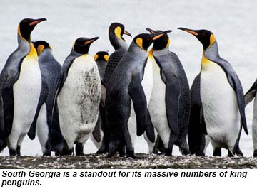 South Georgia is a standout for its massive numbers of king penguins.