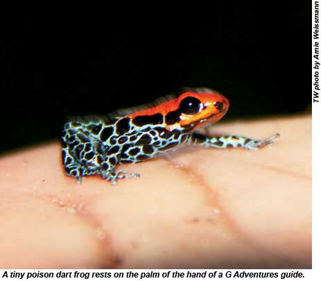 A tiny poison dart frog rests on the palm of the hand of a G Adventures guide.