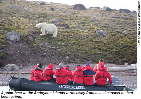 Arctic animals are constantly on the hunt for food. A polar bear in the Andoyane Islands turns away from a seal carcass he had been eating.